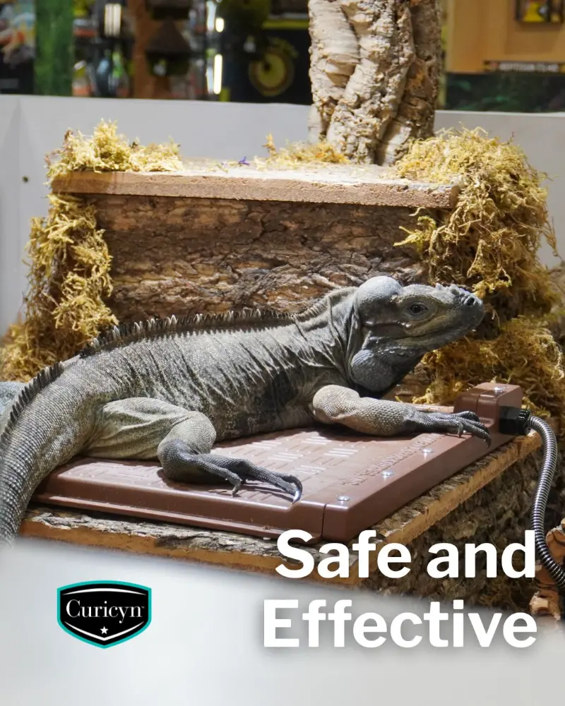 Curicyn wound care products with a lizard