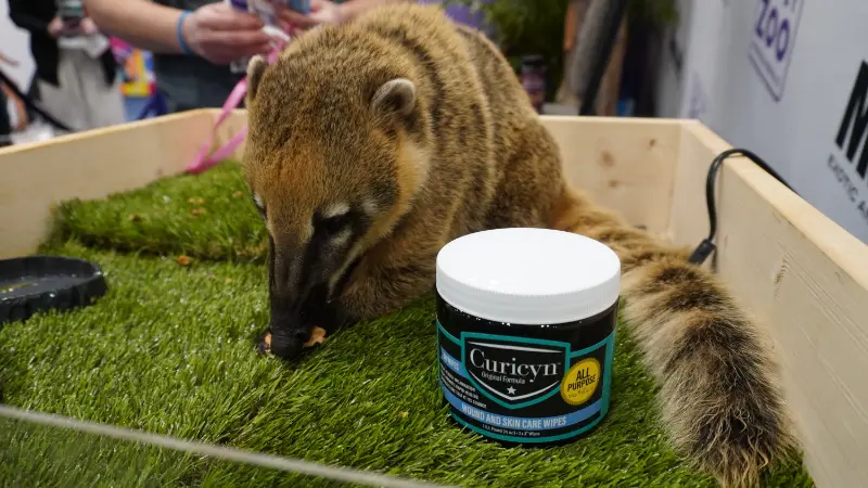 Curicyn wound care products with a coatimundi at Global Pet Expo