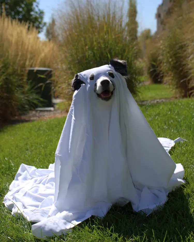 Pet costume safety tips from Curicyn