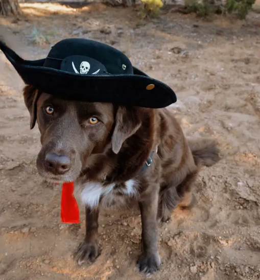 Curicyn Halloween Pet Safety