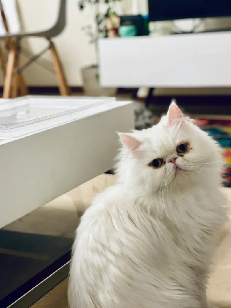 Curicyn’s Wound Care Wipes and Eye Cleaning Solution for runny eyes in cats and dogs